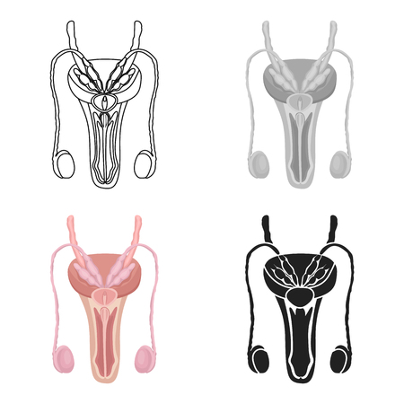 Male reproductive system icon in cartoon style isolated on white background. Organs symbol stock vector illustration.のイラスト素材
