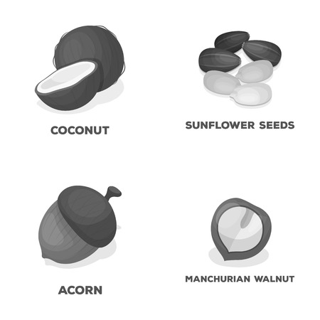 Coconut, acorn, sunflower seeds, manchueian walnut.Different kinds of nuts set collection icons in monochrome style vector symbol stock illustration web.のイラスト素材