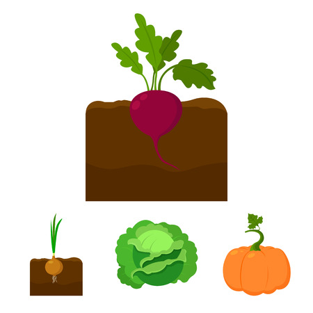 Cabbage, pumpkin, onion, buriak.Plant set collection icons in cartoon style vector symbol stock illustration .のイラスト素材