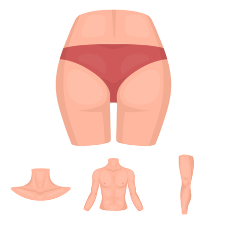Torso, leg, neck and buttocks. Body parts set collection icons in cartoon style vector symbol stock illustration .のイラスト素材