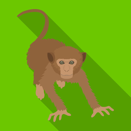 Monkey, wild animal of the jungle. Monkey, mammal primate single icon in flat style vector symbol stock illustration web.のイラスト素材