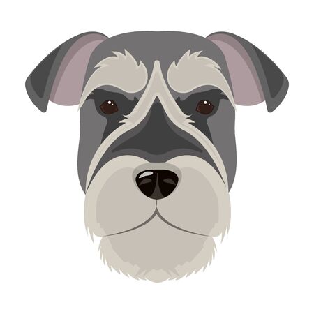 A breed of a dog, a risen schnauzer.Risen Schnauzer Muzzle single icon in cartoon style vector symbol stock illustration web.のイラスト素材