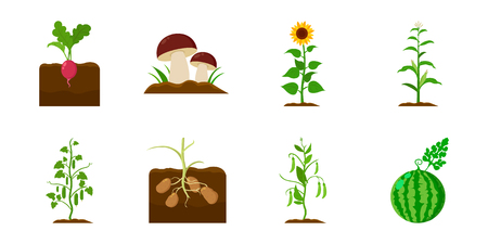 Plant, vegetable icons in set collection for design. Garden and harvest vector symbol stock  illustration.のイラスト素材