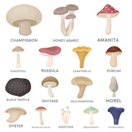 Poisonous and edible mushroom cartoon icons in set collection for design.のイラスト素材