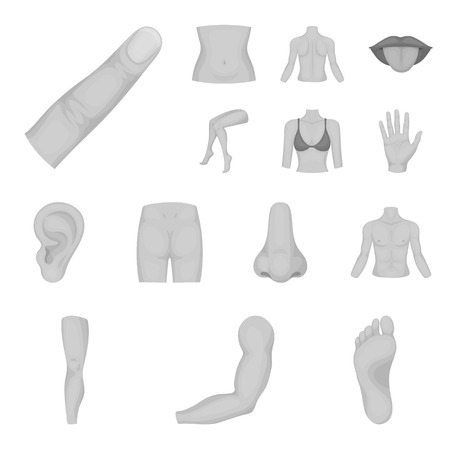 Part of the body, limb monochrome icons in set collection for design. Human anatomy vector symbol stock web illustration.のイラスト素材