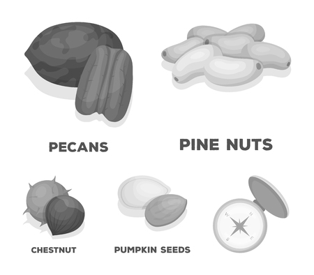 Pecan, pine nut, pumpkin seeds, chestnut.Different kinds of nuts set collection icons in monochrome style vector symbol stock illustration web.のイラスト素材