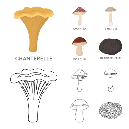 Mushroom set collection illustrationのイラスト素材