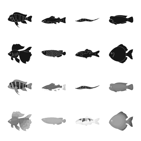 Discus, gold, carp, koi, scleropages, fotmosus. Fish set collection icons in black,monochrome style vector symbol stock illustration web.のイラスト素材