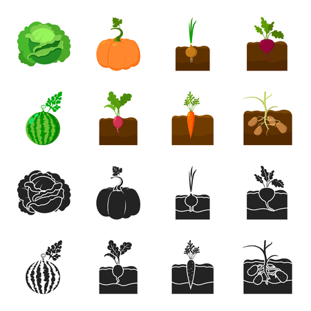Watermelon, radish, carrots, potatoes. Plant set collection icons in black,cartoon style vector symbol stock illustration web.のイラスト素材