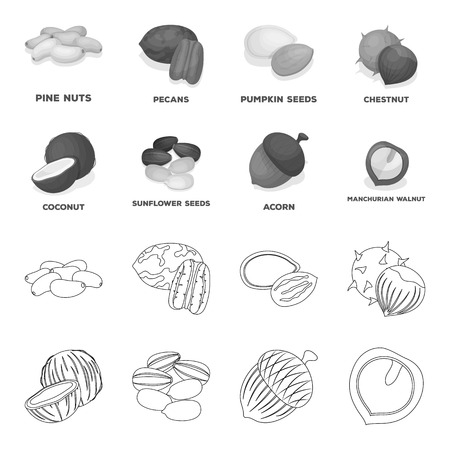 Coconut, acorn, sunflower seeds, manchueian walnut.Different kinds of nuts set collection icons in outline,monochrome style vector symbol stock illustration web.のイラスト素材