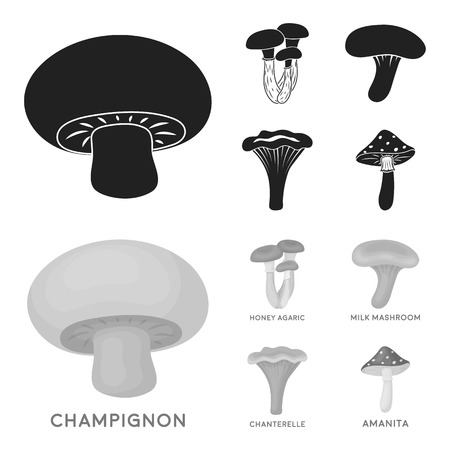 Champignon, honey, agarics, russula, chanterelle. set collection icons in black,monochrom style vector symbol stock illustration web.のイラスト素材