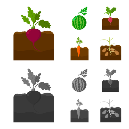 Watermelon, radish, carrots, potatoes. Plant set collection icons in cartoon,monochrome style vector symbol stock illustration .のイラスト素材