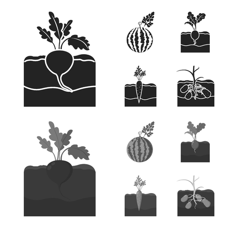 Watermelon, radish, carrots, potatoes. Plant set collection icons in black,monochrome style vector symbol stock illustration web.のイラスト素材