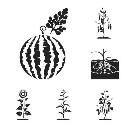 Plant, vegetable black icons in set collection for design. Garden and harvest vector symbol stock web illustration.のイラスト素材