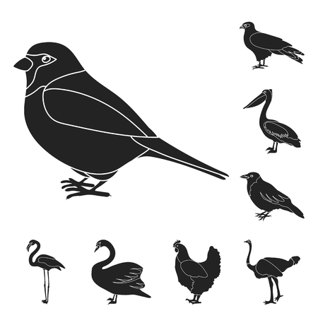 Types of birds black icons in set collection for design. Home and wild bird vector symbol stock web illustration.のイラスト素材