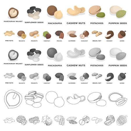Different kinds of nuts cartoon icons in set collection for design.Nut Food vector symbol stock  illustration.のイラスト素材