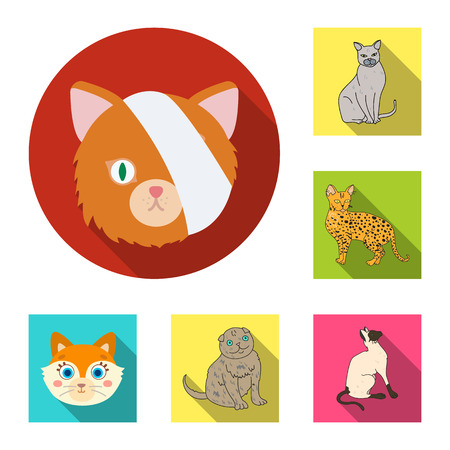 Isolated object of pet and sphynx symbol. Collection of pet and fun vector icon for stock.のイラスト素材
