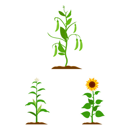 Vector design of plant and bean icon. Set of plant and process vector icon for stock.のイラスト素材
