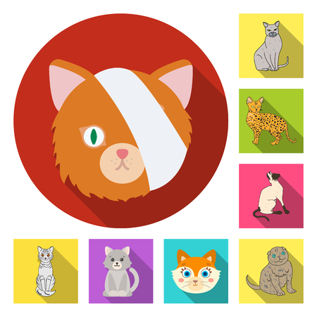 Vector design of pet and sphynx icon. Collection of pet and fun stock vector illustration.のイラスト素材