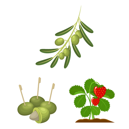Vector illustration of berry and fruit symbol. Set of berry and redberry  stock symbol for web.のイラスト素材