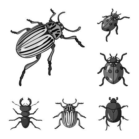 Vector design of insect icon. Set of insect and halloween stock symbol for web.のイラスト素材