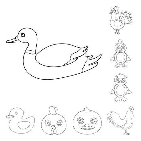Vector illustration of funny and poultry sign. Collection of funny and farming stock symbol for web.のイラスト素材