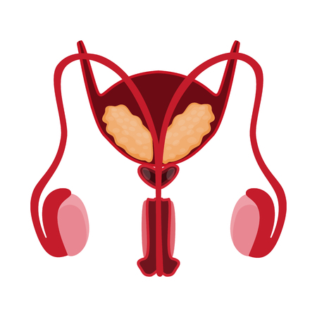 Vector illustration of anatomy and organ symbol. Collection of anatomy and medical vector icon for stock.のイラスト素材