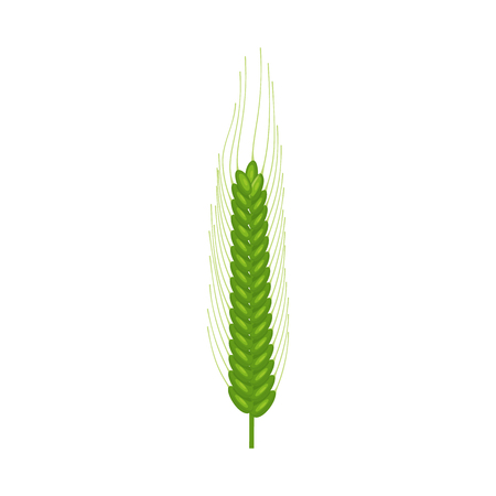Isolated object of wheat and corn icon. Collection of wheat and harvest stock vector illustration.のイラスト素材