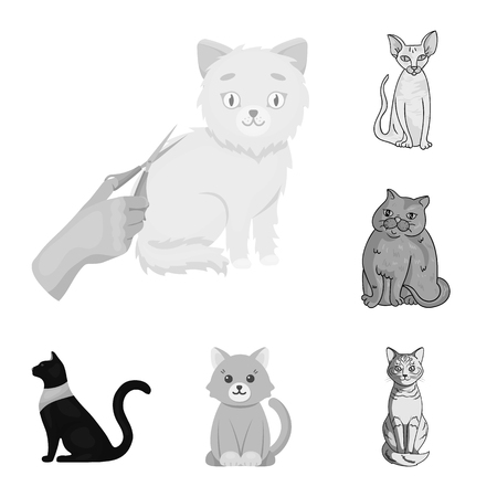 Vector design of pet and sphynx icon. Collection of pet and fun vector icon for stock.のイラスト素材