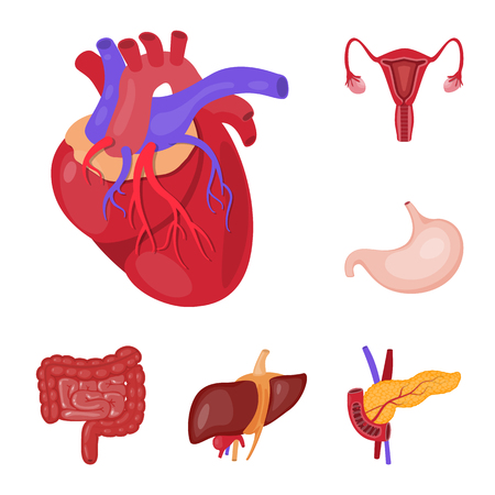 Vector illustration of anatomy and organ symbol. Collection of anatomy and medical stock vector illustration.のイラスト素材