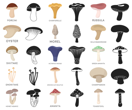 Poisonous and edible mushroom cartoon,black icons in set collection for design. Different types of mushrooms vector symbol stock  illustration.のイラスト素材