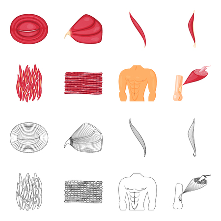 Vector design of fiber and muscular sign. Collection of fiber and body  stock symbol for web.のイラスト素材