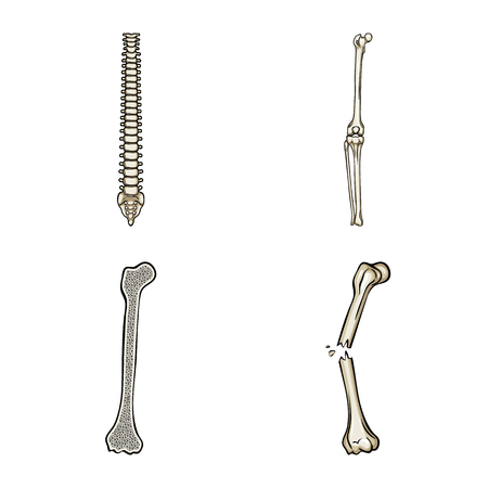 Vector design of bone and skeleton icon. Collection of bone and human stock vector illustration.のイラスト素材
