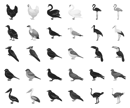 Types of birds black,monochrome icons in set collection for design. Home and wild bird vector symbol stock web illustration.のイラスト素材