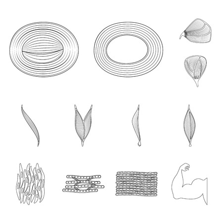 Vector design of fiber and muscular symbol. Set of fiber and body stock symbol for web.のイラスト素材