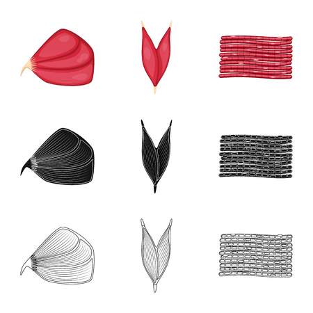 Vector design of fiber and muscular symbol. Collection of fiber and body  stock vector illustration.のイラスト素材