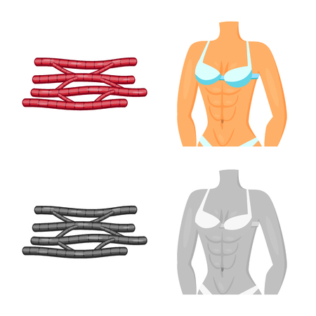 Vector design of fiber and muscular sign. Collection of fiber and body  vector icon for stock.のイラスト素材