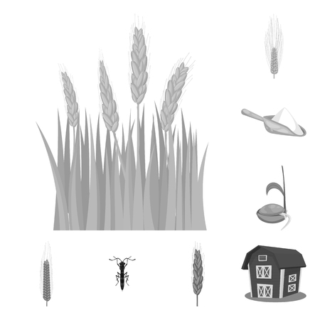 Isolated object of rye and plant  icon. Collection of rye and corn stock symbol for web.のイラスト素材