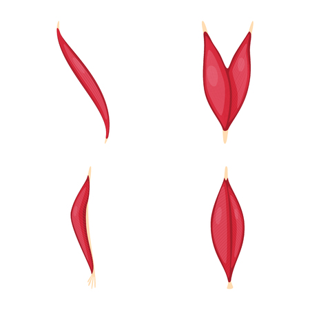 Isolated object of muscle and cells symbol. Set of muscle and anatomy stock symbol for web.のイラスト素材