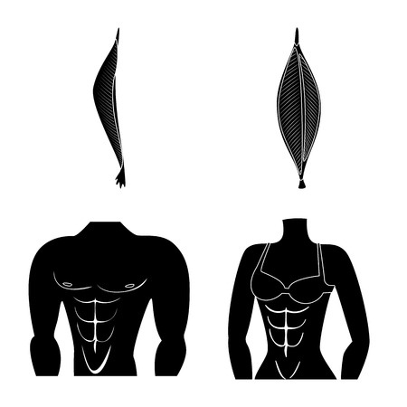 Isolated object of human and body  sign. Collection of human and cells stock vector illustration.のイラスト素材