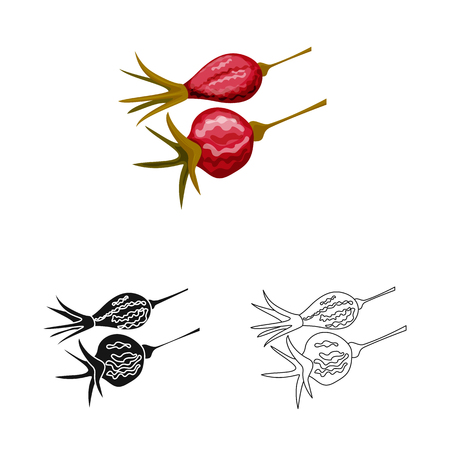 Vector design of rose and dry. Collection of rose and botany  stock vector illustration.のイラスト素材
