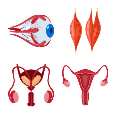 Vector illustration of anatomy and organ logo. Set of anatomy and medical stock vector illustration.のイラスト素材