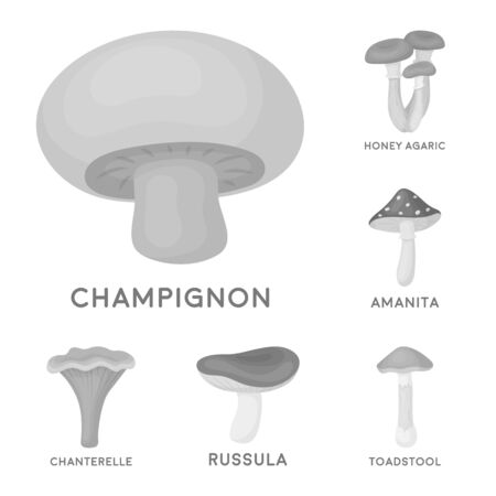 Poisonous and edible mushroom monochrome icons in set collection for design. Different types of mushrooms bitmap symbol stock web illustration.の写真素材