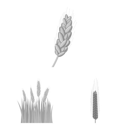 Isolated object of rye and plant icon. Set of rye and corn stock vector illustration.のイラスト素材