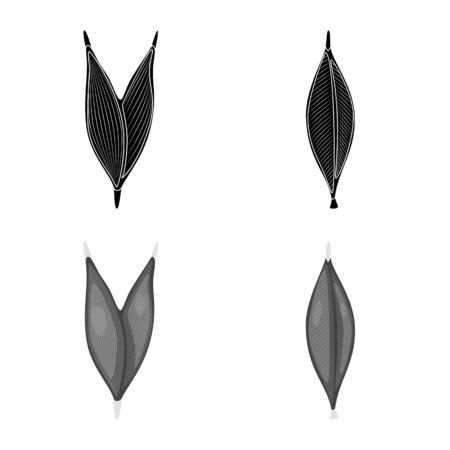 Vector design of fiber and muscular logo. Set of fiber and body stock vector illustration.のイラスト素材