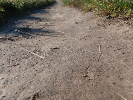 Footpath from bug perspectiveの写真素材