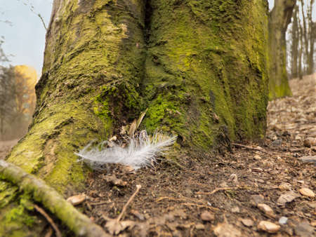 White feather lying under treeの写真素材