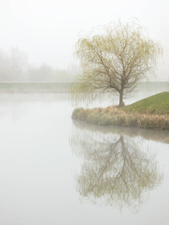 Foggy pondの写真素材