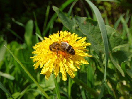 Honeybee on dandelion