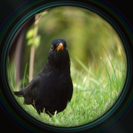 Blackbird in objective lensの写真素材